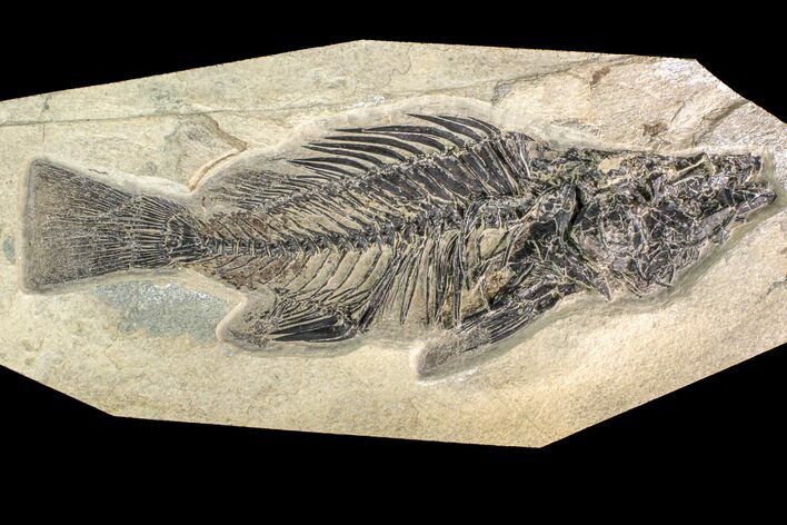 Large, Fossil Fish (Priscacara) - Wyoming #163426